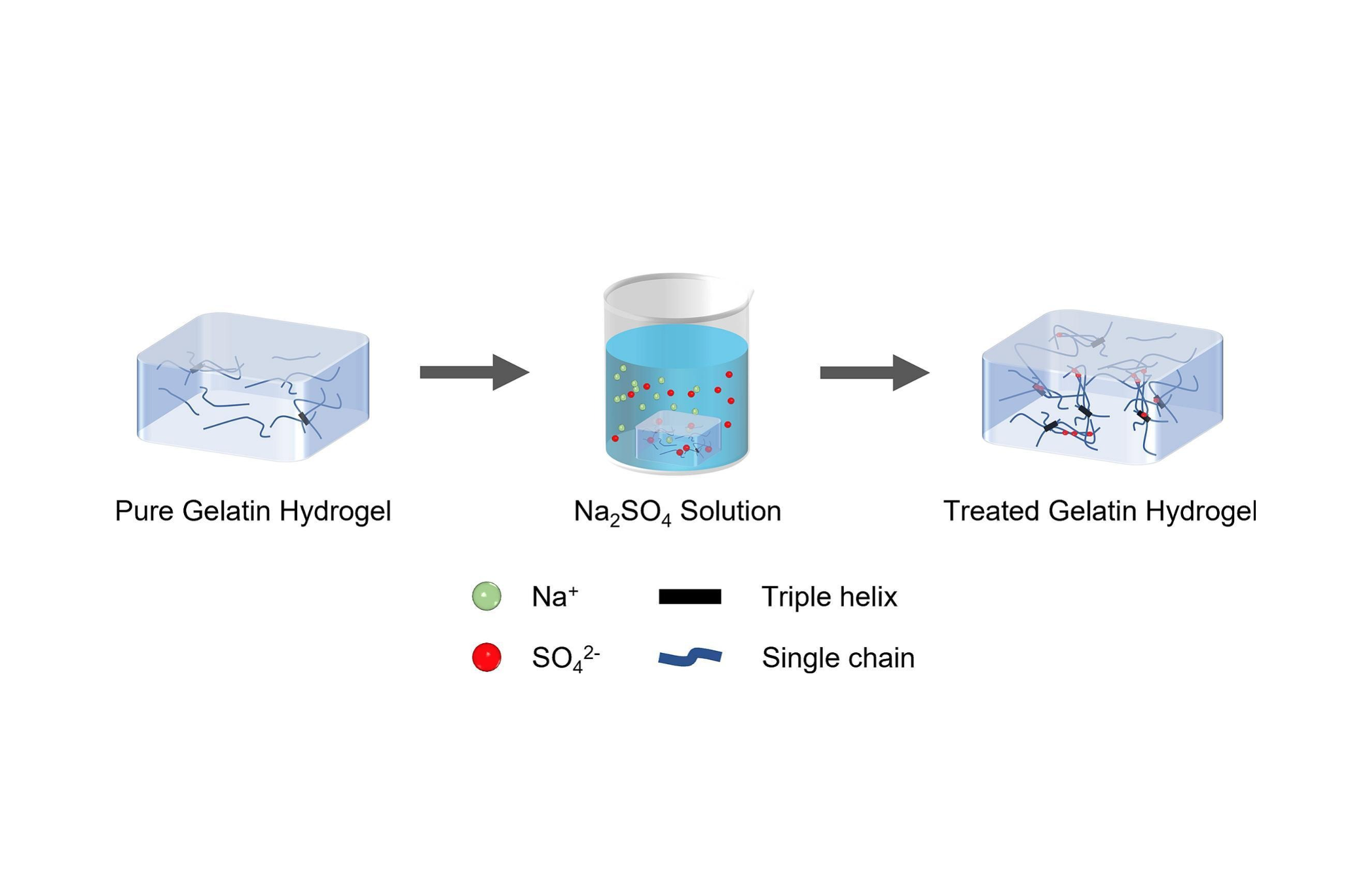 Hofmeister effect-based soaking strategy for gelatin hydrogels with adjustable gelation temperature, mechanical properties, and ionic conductivity
